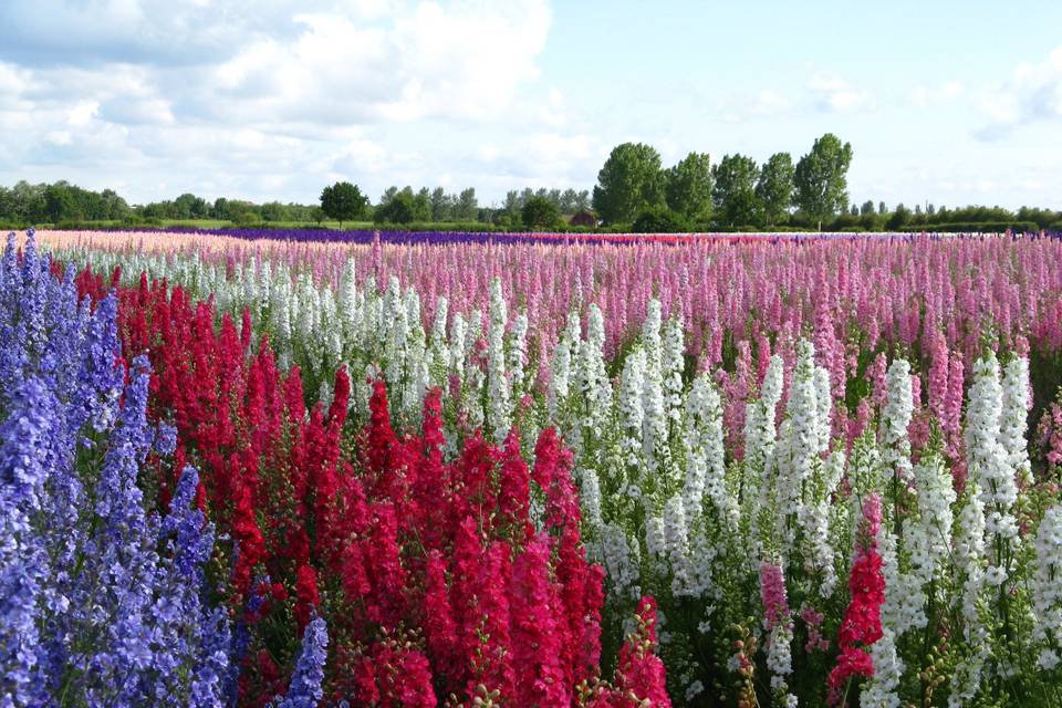 Delphinium flowers growing on the farm.  The Real Flower Petal Confetti Company