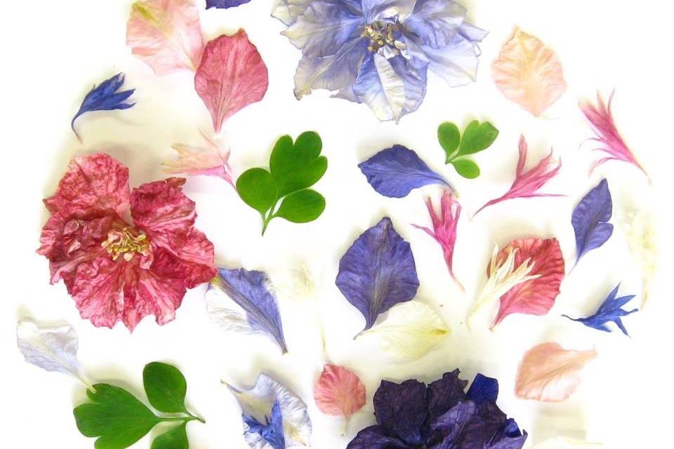 Rainbow Delphinium Flowers - The Real Flower Petal Confetti Company