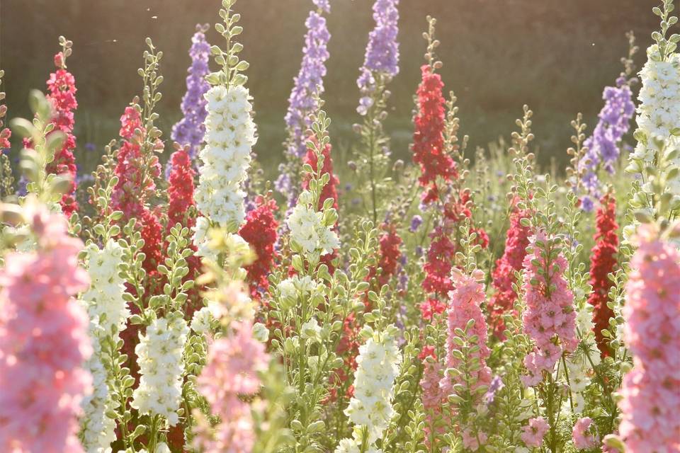 A Confetti Kiss - with Ivory Delphinium Petals. The Real Flower Petal Confetti Company