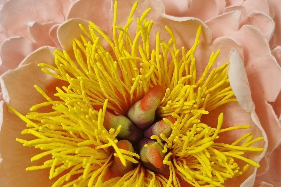 Coral peony up close.