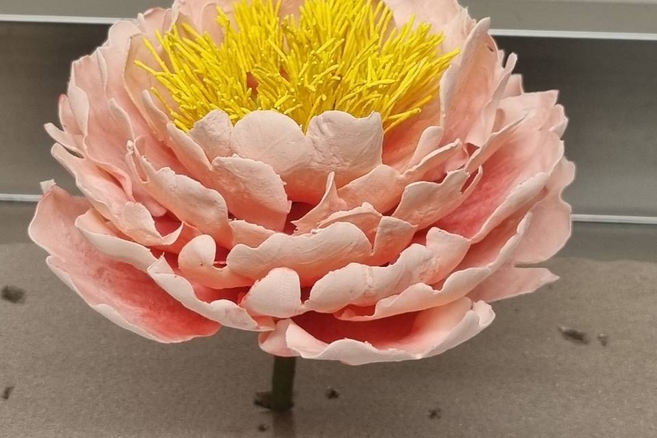 Coral peony.