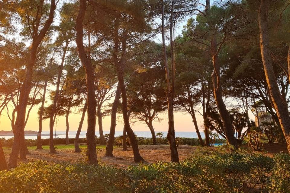 Pinewoods on the sea