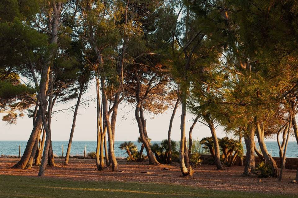 Pinegrove on the sea