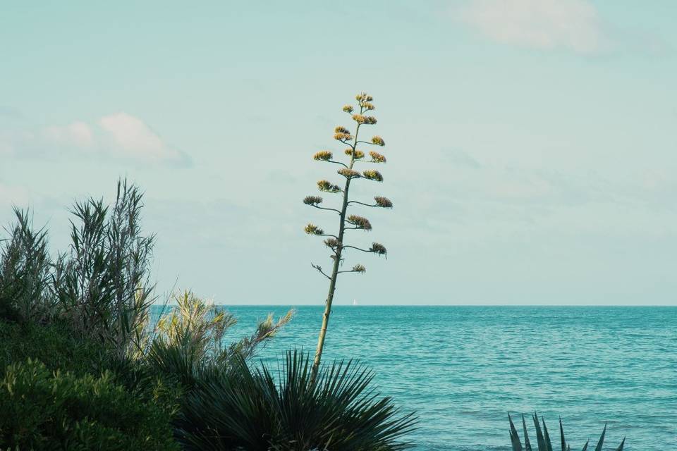 Seaside garden