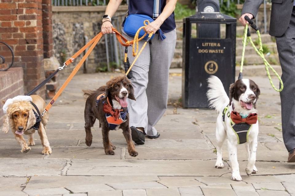 Rocco, Flo & Spot