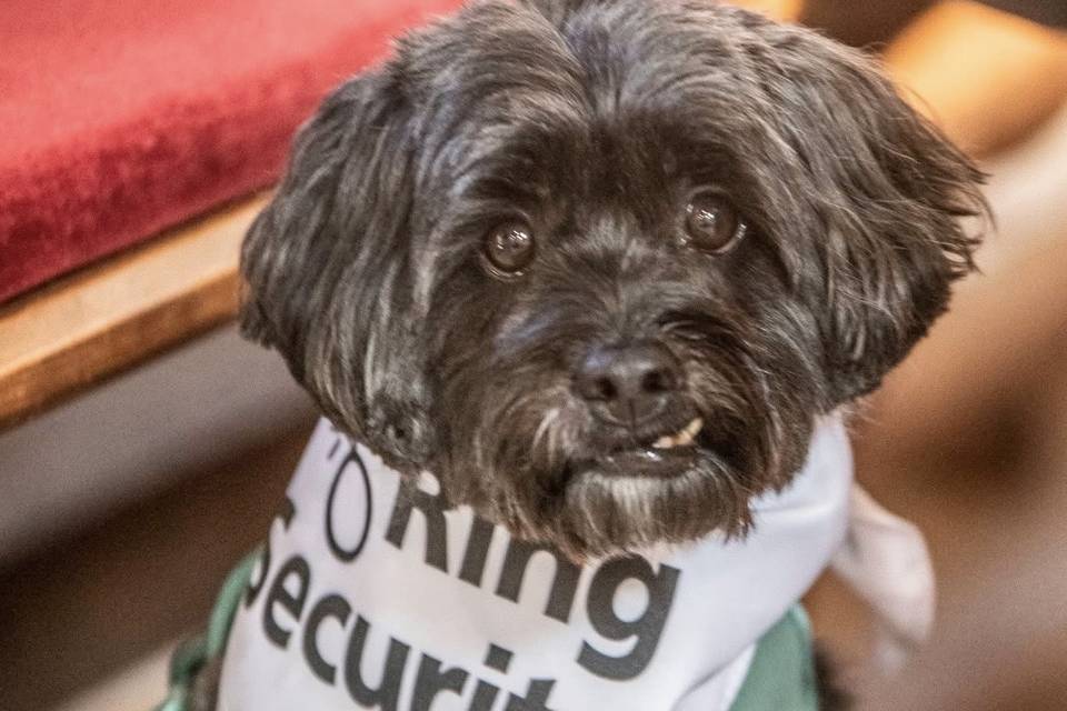 Ring security, Mr Pickles