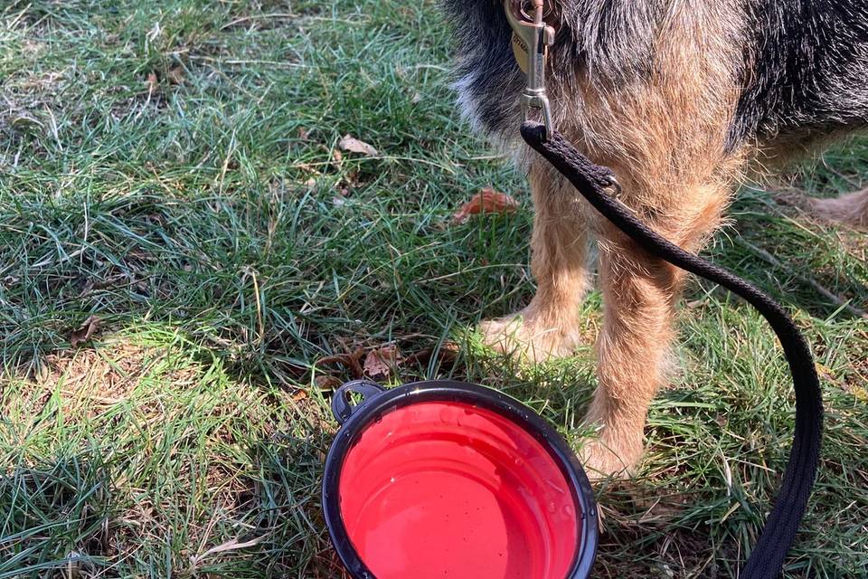 Vera who we dog walk