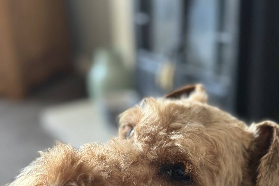 Lovely Teddy