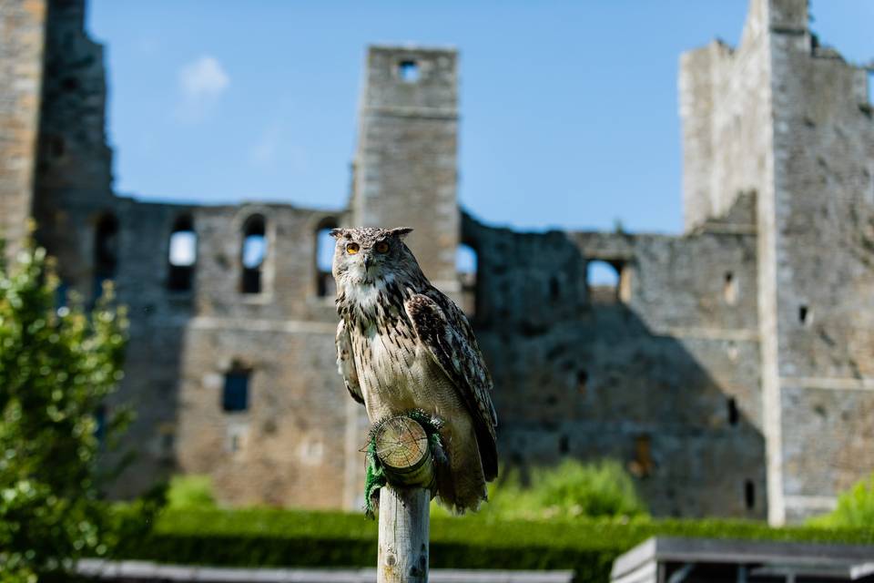 Bird of prey demonstrations