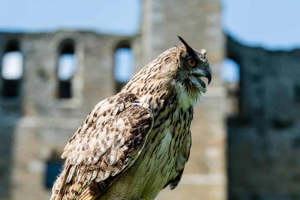 Owl and castle