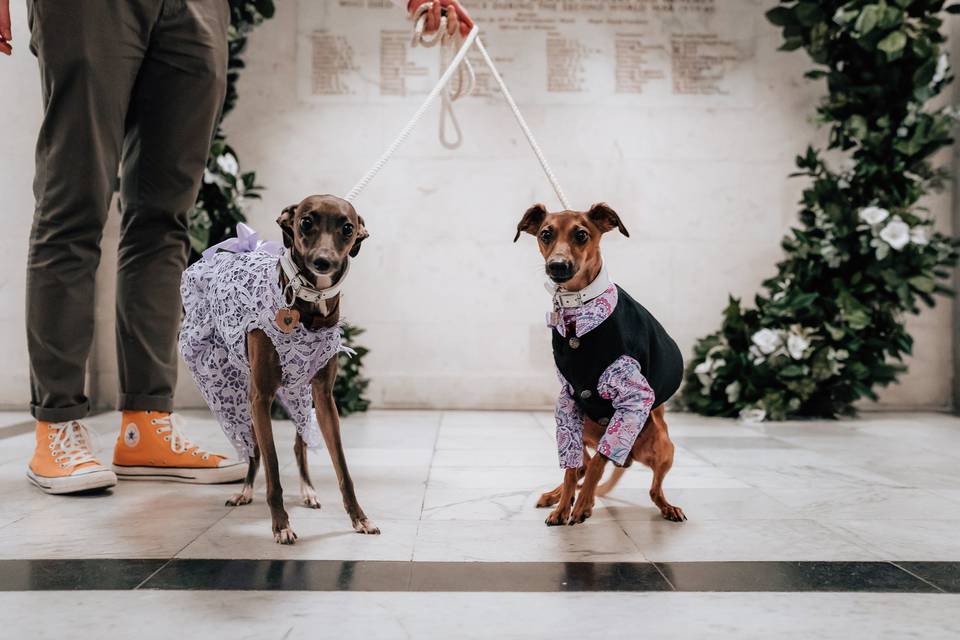 Dogs at wedding