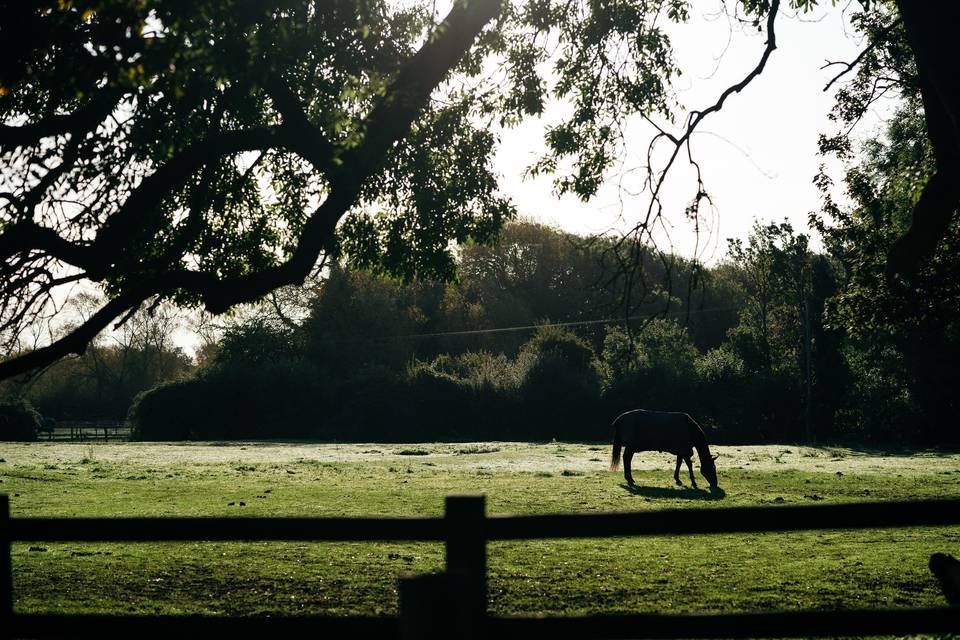 Horse Sanctuary on Grounds