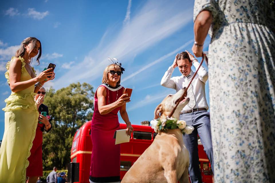 Dogs at weddings? yes!