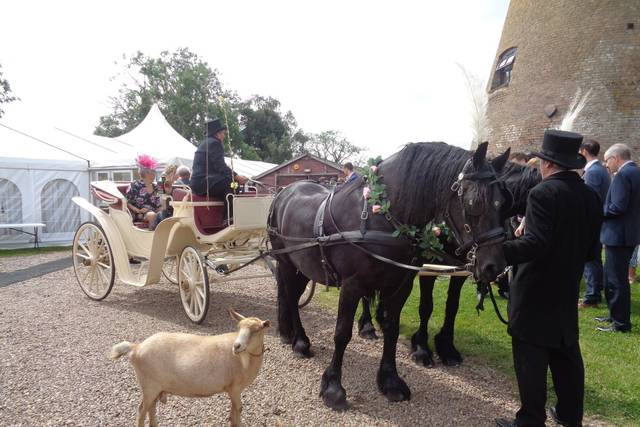 Horse and carriage