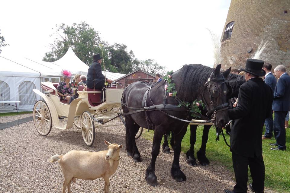 Horse and carriage