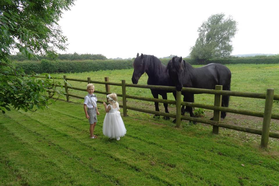 Our horses