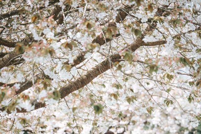 Blossom Trees