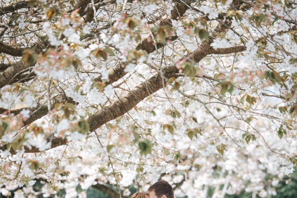 Blossom Trees