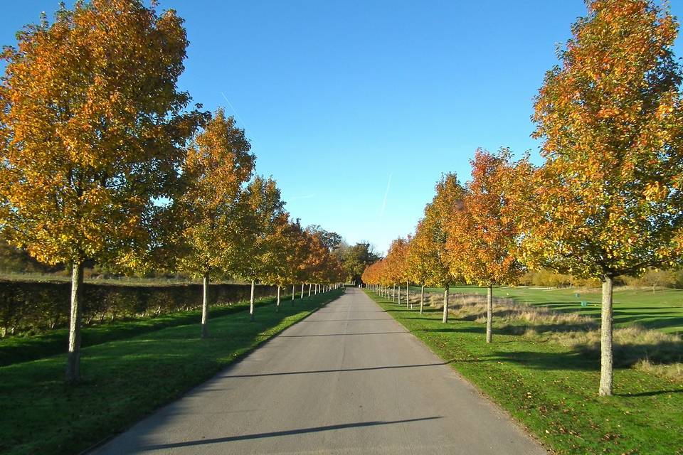 Driveway and trees