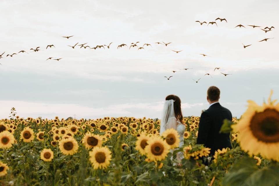 Sunflowers and geese near Deal