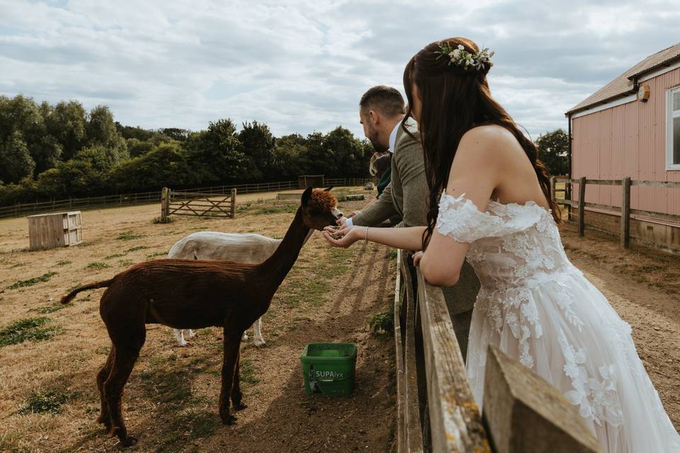 Alpacas at Kent Life Maidstone