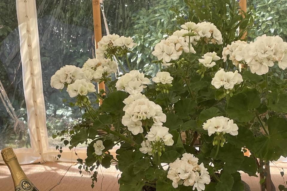 Floral Decor to hire