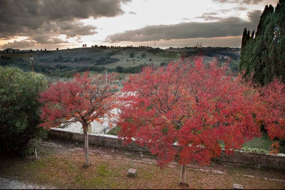 View of the trees
