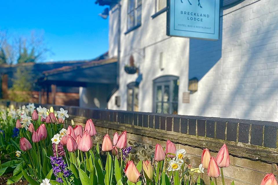 Tulips by the lodge