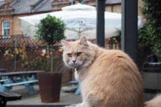 The Duchy Arms