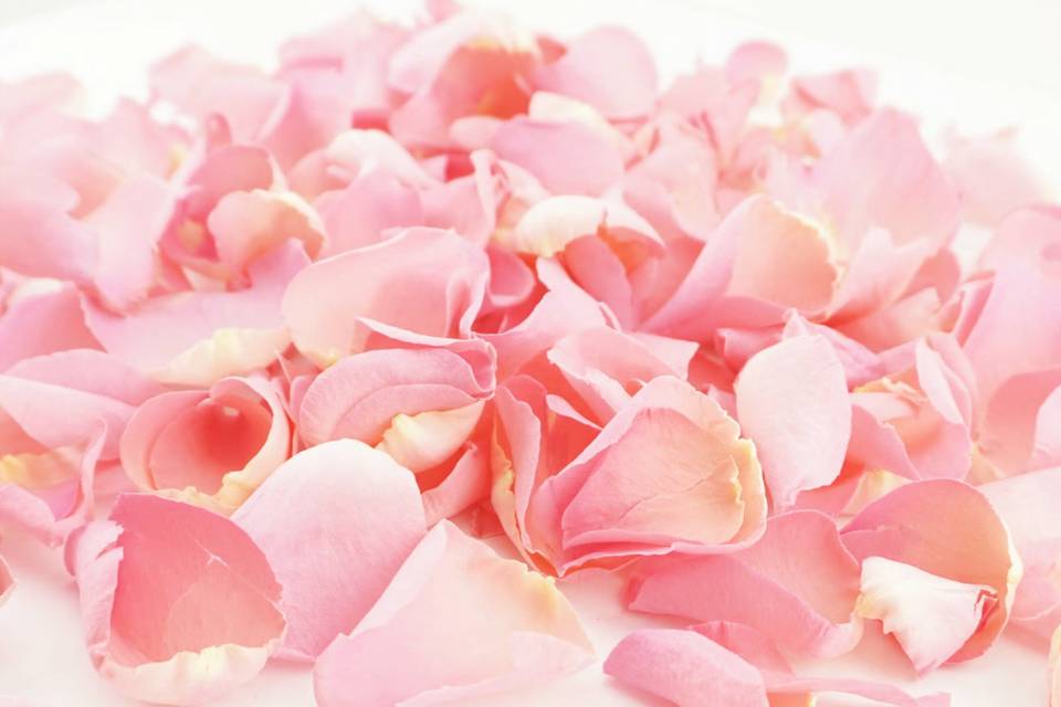 Pink Sherbet Rose Petals