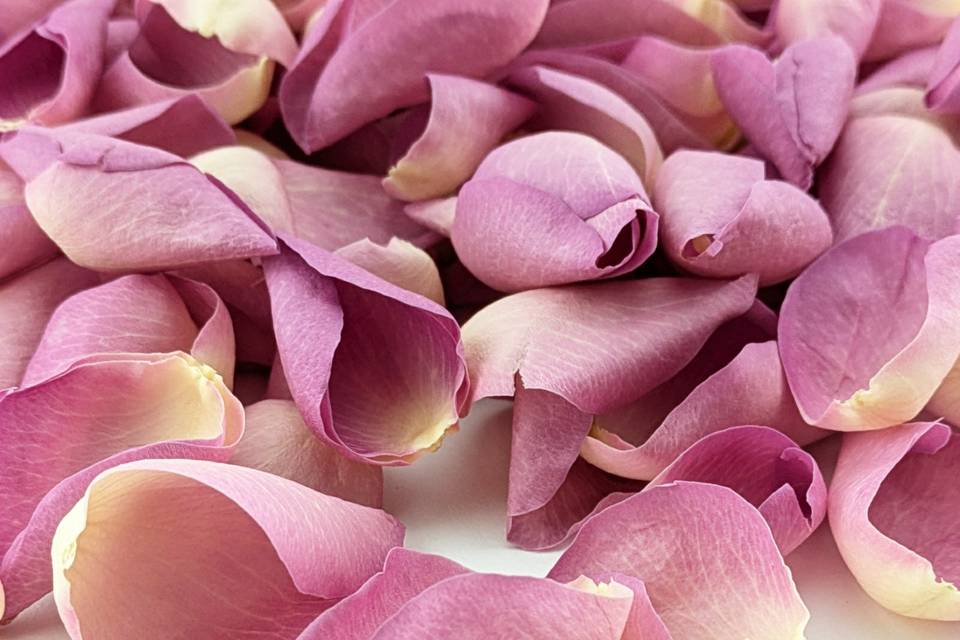 Sugar Candy Rose Petals