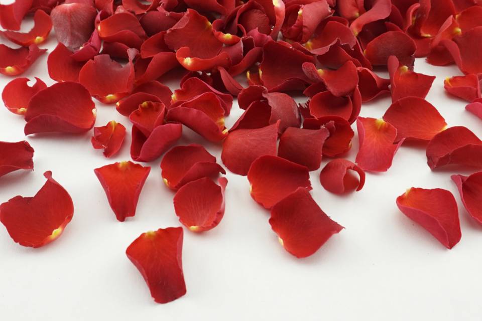 Sweet Cherry Rose Petals