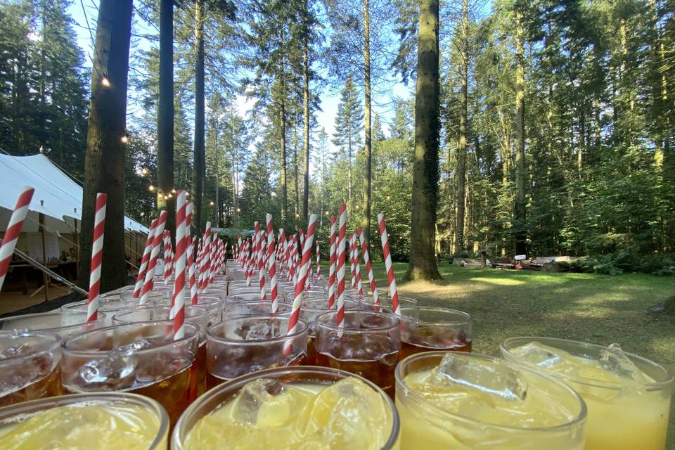 Pimm's in the woods