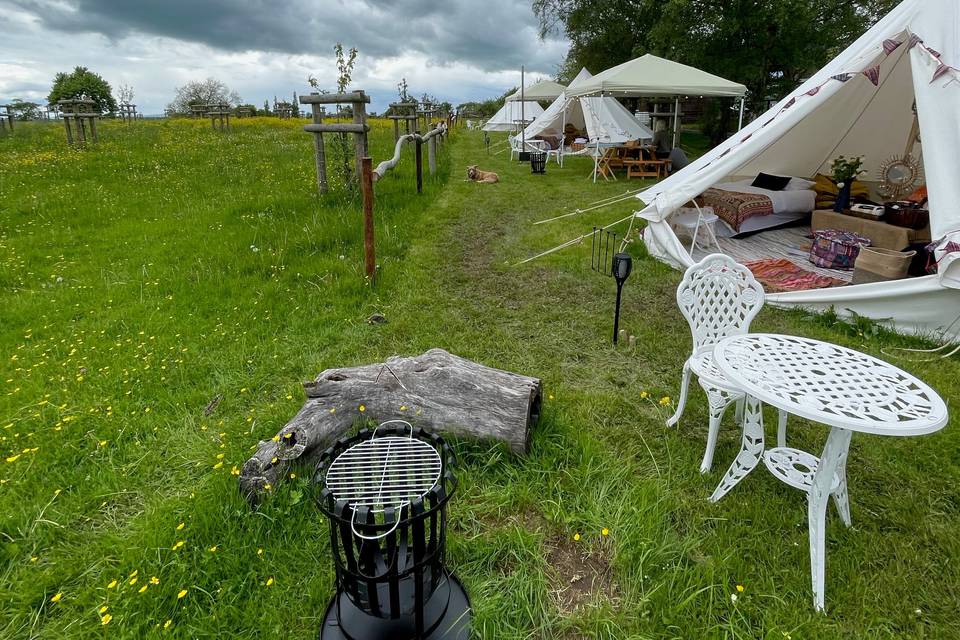 Bell tents in the orchard