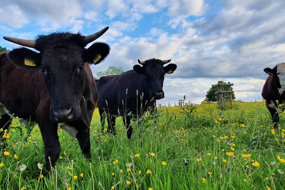 Pedigree Gloucester Cattle