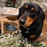 Freddie The sausage dog