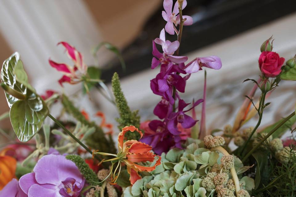 Modern tropicals