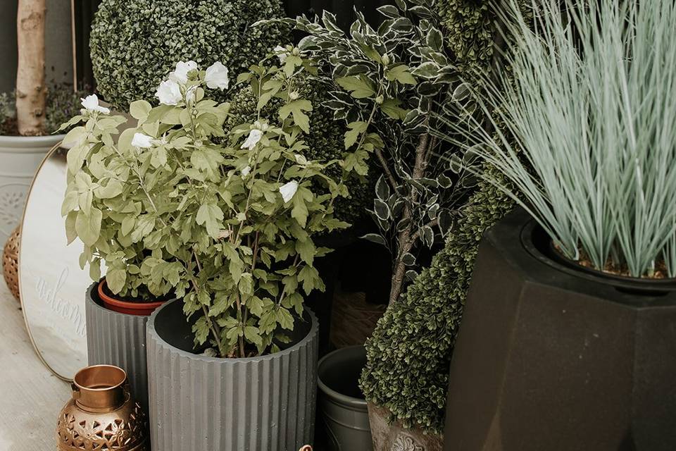 Plants