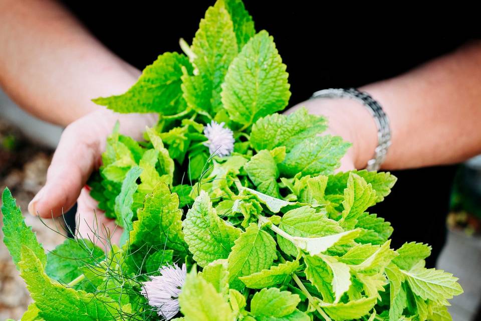 Freshly Grown Herbs