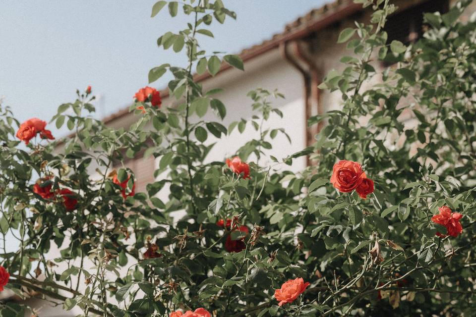 Roses