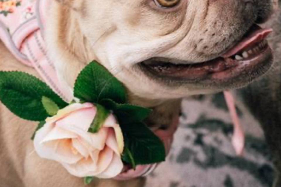 Doggie arrangement