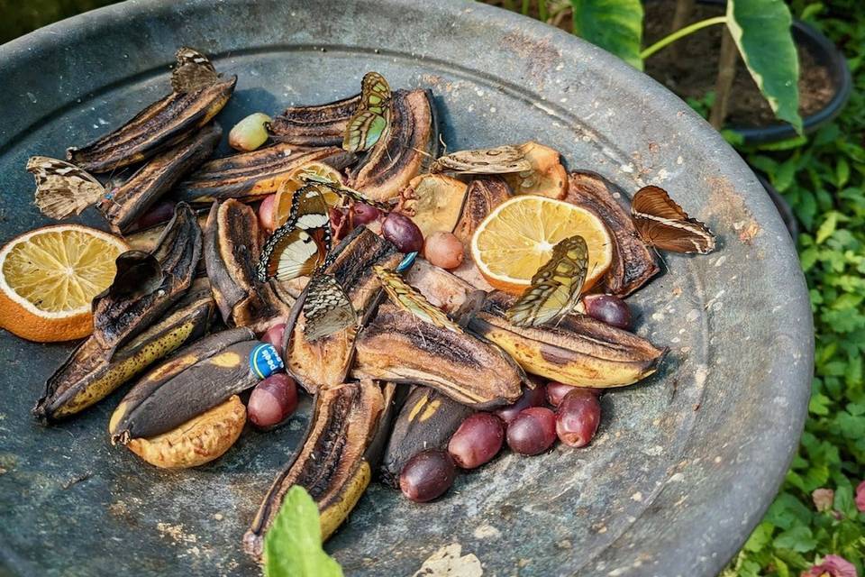 Grilled Plantain