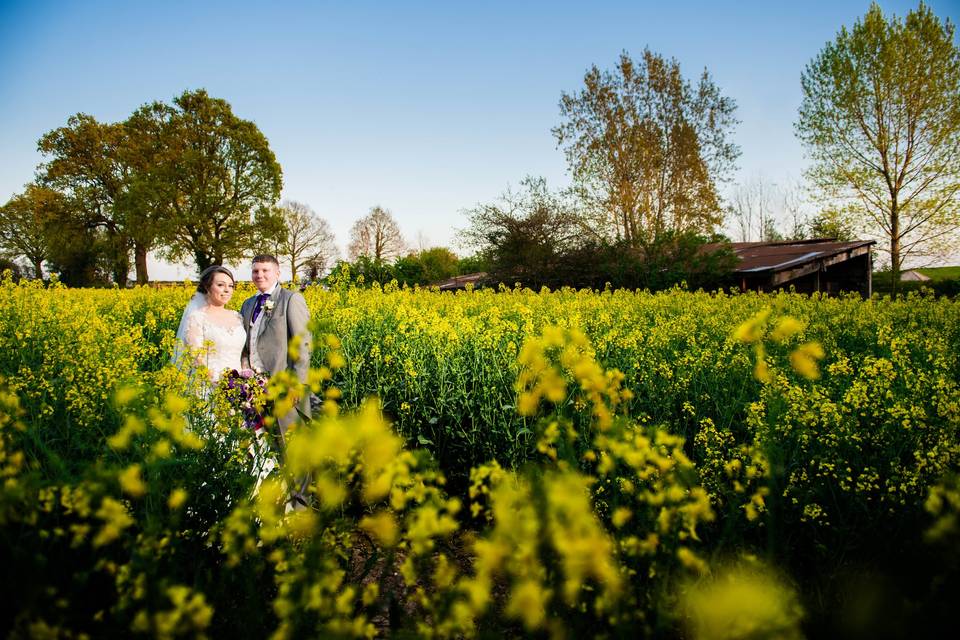 Rapeseed field in April