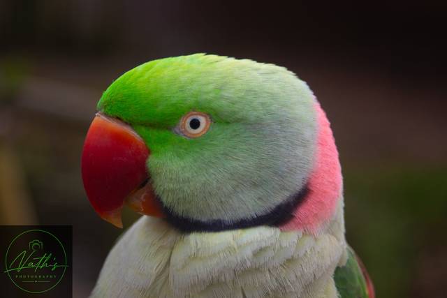 A stunning vibrant image