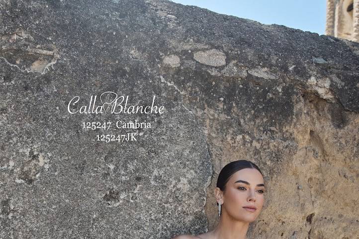 Calla Blanche Cambria