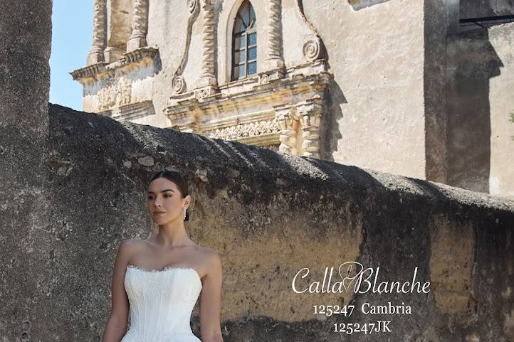 Calla Blanche Cambria