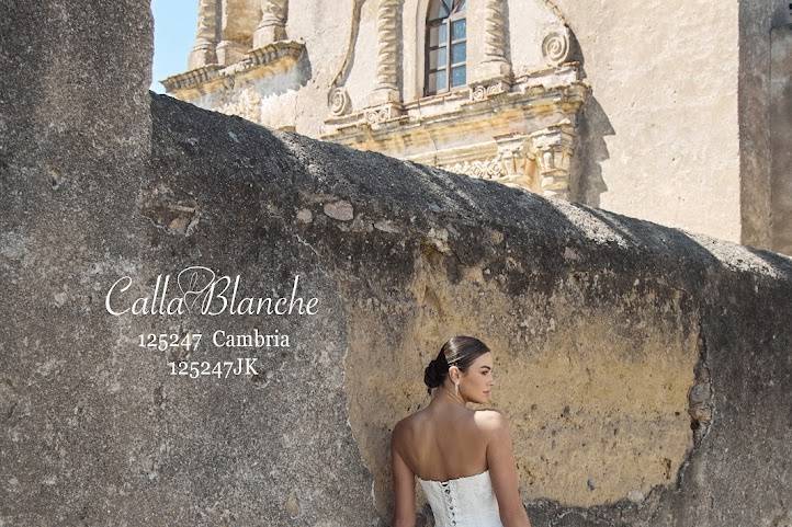 Calla Blanche Cambria