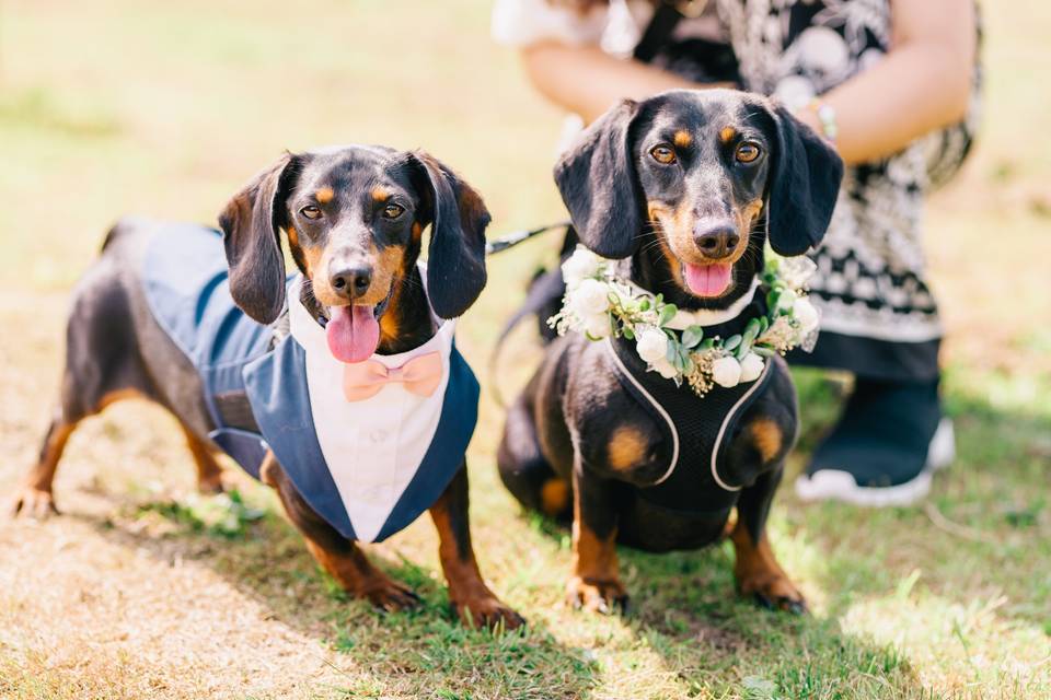 Wedding doggos