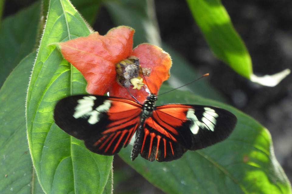 Fairchild gardens