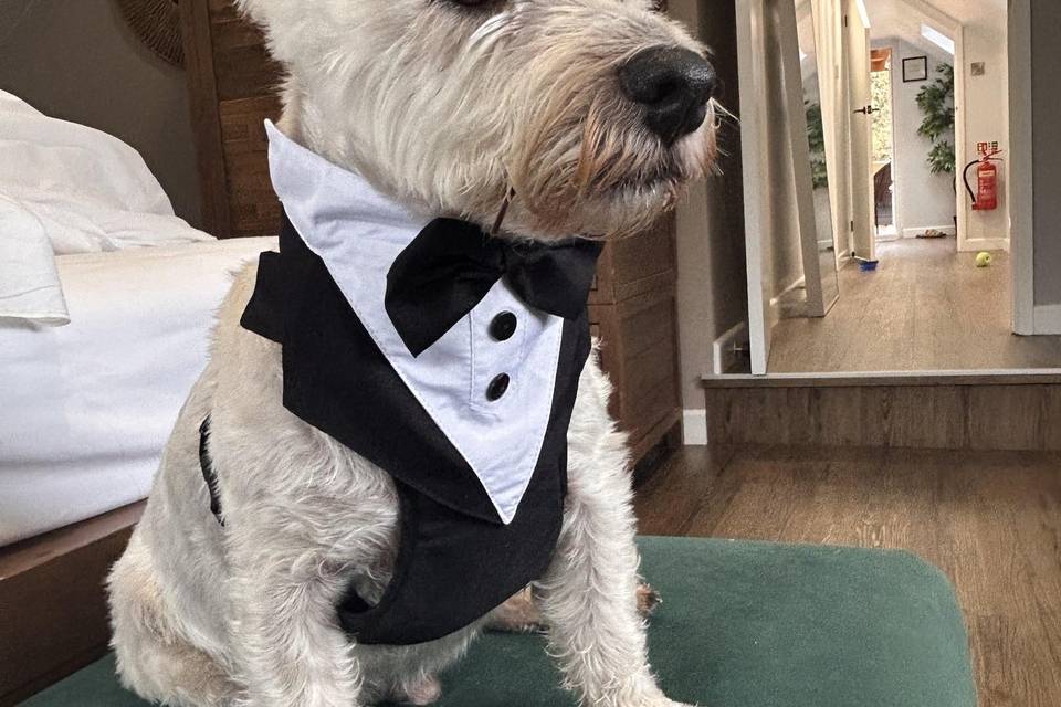 Cornwall wedding